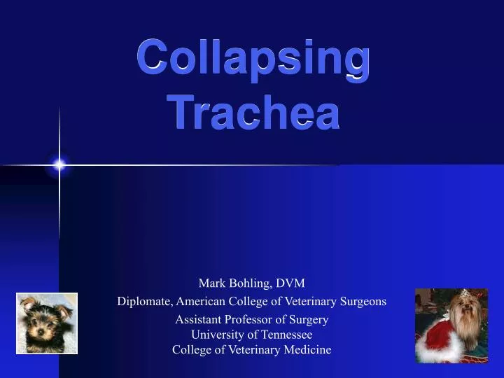 collapsing trachea