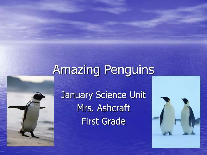 amazing penguins