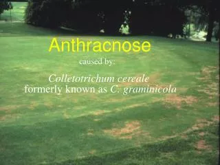Anthracnose