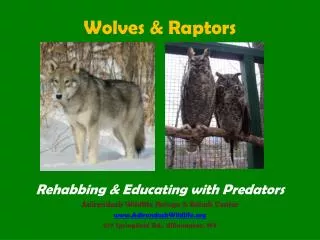 Wolves &amp; Raptors