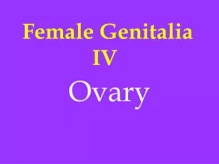 Female Genitalia IV
