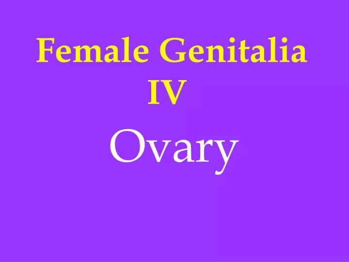 female genitalia iv