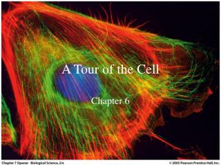 A Tour of the Cell