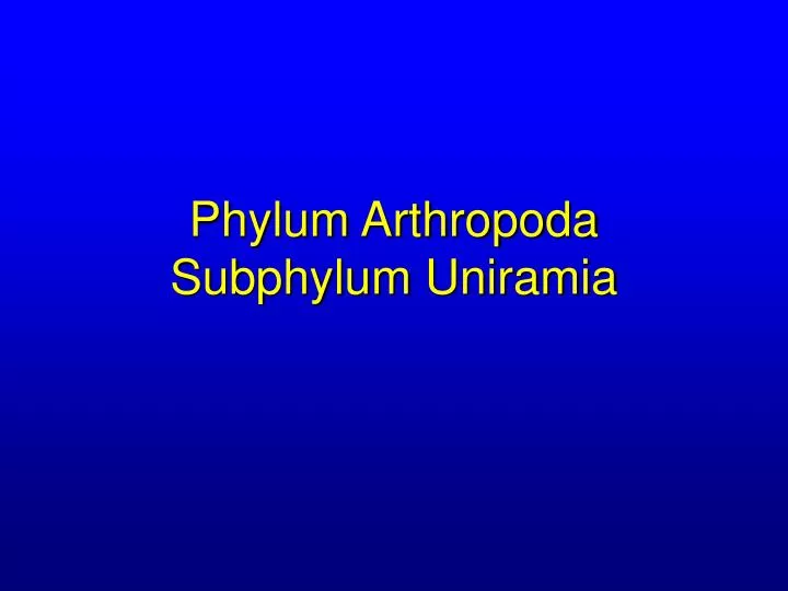 phylum arthropoda subphylum uniramia