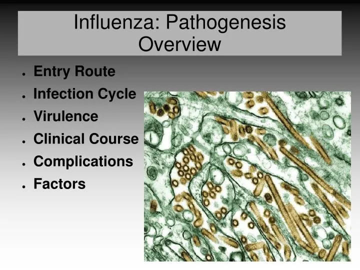 influenza pathogenesis overview