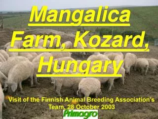 Mangalica Farm, Kozard, Hungary