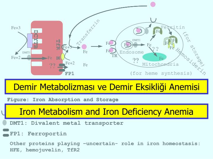 demir metabolizmas ve demir eksikli i anemisi