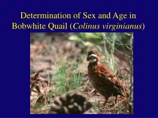 Determination of Sex and Age in Bobwhite Quail ( Colinus virginianus )