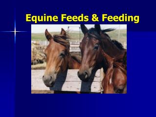 Equine Feeds &amp; Feeding