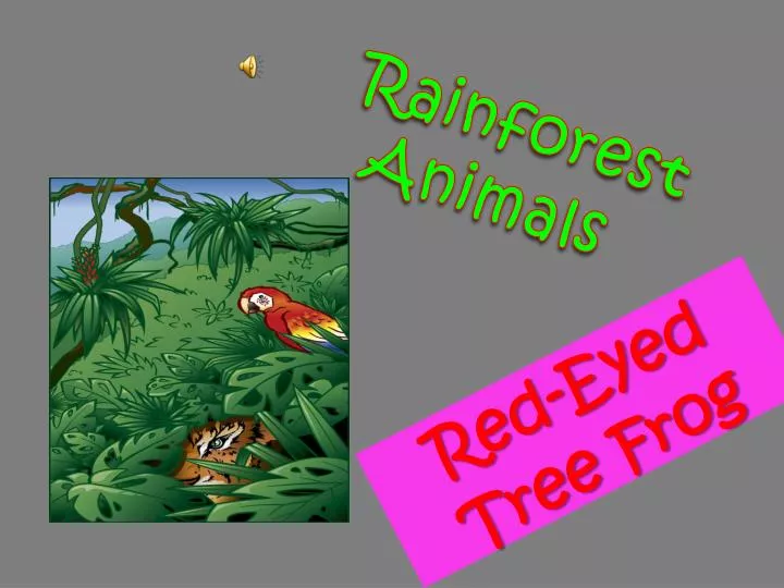 rainforest animals