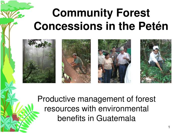 community forest concessions in the pet n
