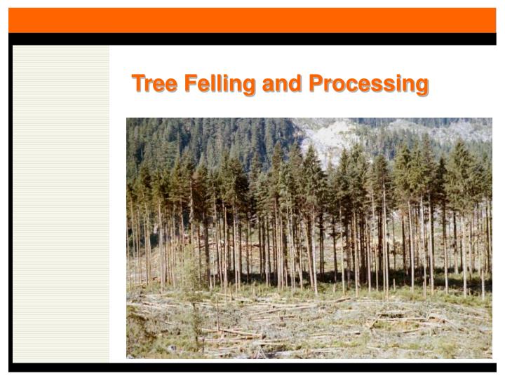 tree felling and processing