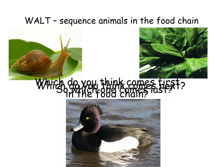 walt sequence animals in the food chain