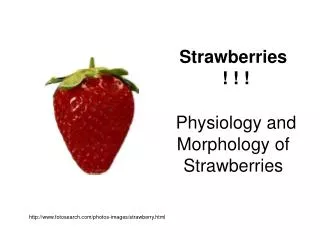 Strawberries ! ! ! Physiology and Morphology of Strawberries