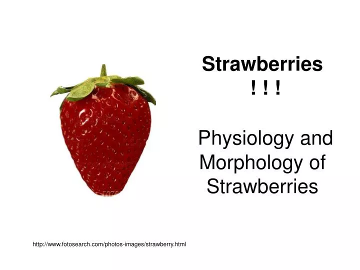 File:Wild strawberries on straw.jpg - Wikimedia Commons