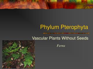 Phylum Pterophyta