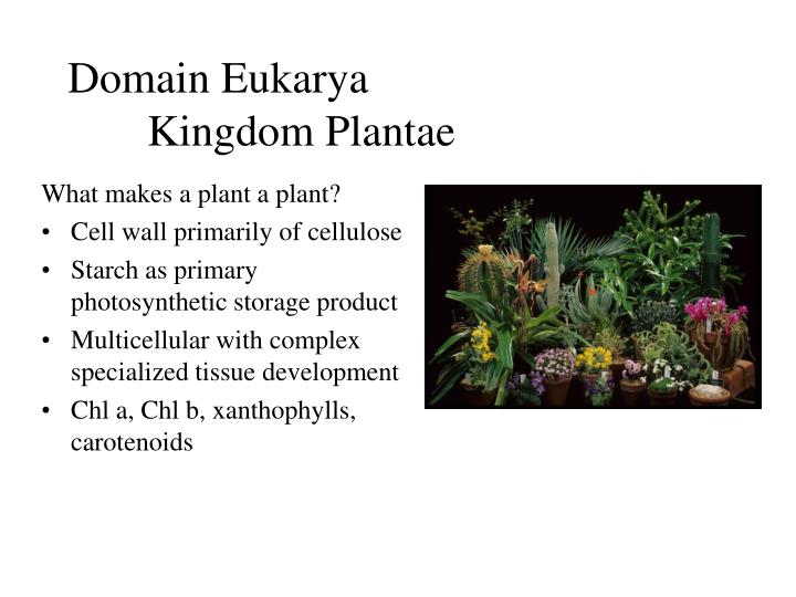 domain eukarya kingdom plantae