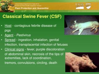 Classical Swine Fever (CSF)
