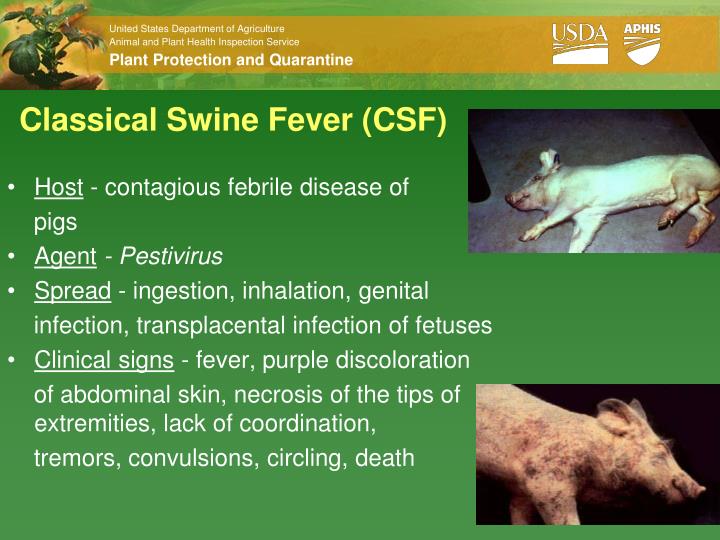 classical swine fever csf