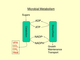 ADP ATP NADP + NADPH