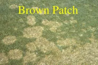 Brown Patch