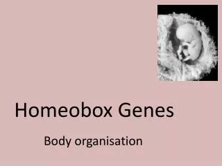 Homeobox Genes