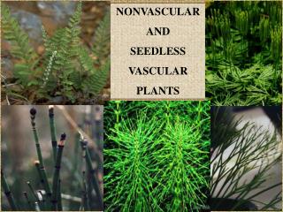 NONVASCULAR AND SEEDLESS VASCULAR PLANTS