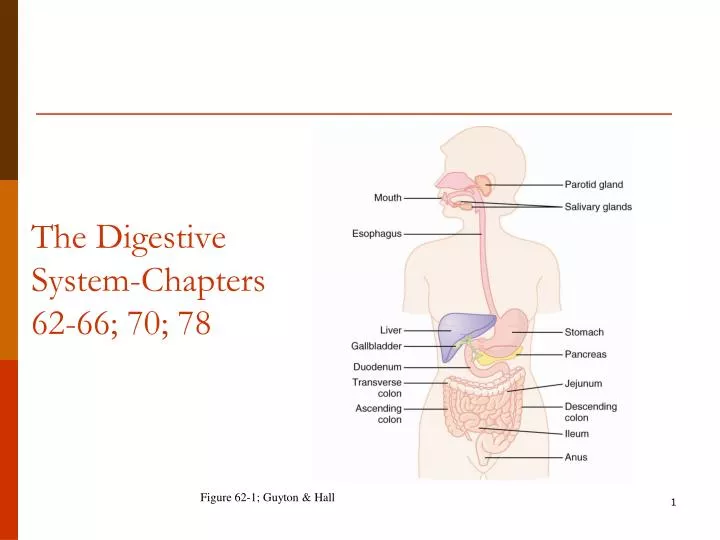the digestive system chapters 62 66 70 78