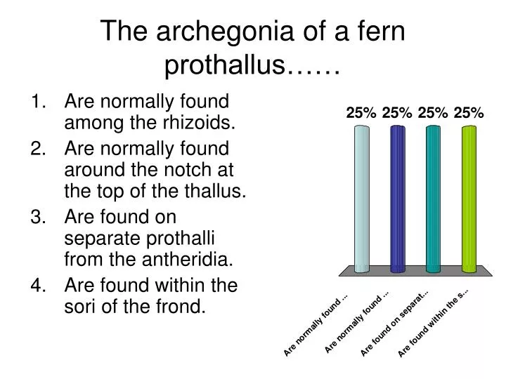 the archegonia of a fern prothallus