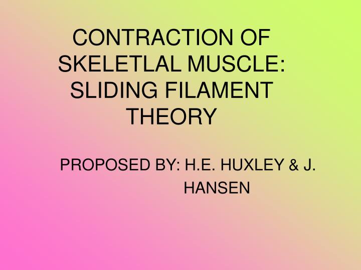 contraction of skeletlal muscle sliding filament theory