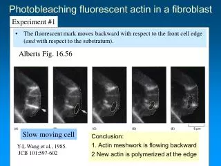 Photobleaching fluorescent actin in a fibroblast
