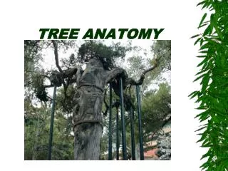 TREE A NATOMY