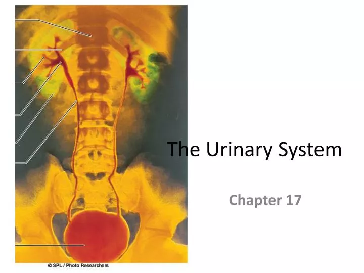 Ppt The Urinary System Powerpoint Presentation Free Download Id331709 8585
