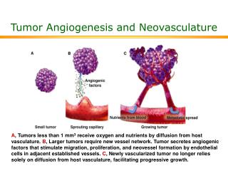 Tumor Angiogenesis and Neovasculature