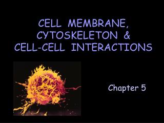 CELL MEMBRANE, CYTOSKELETON &amp; CELL-CELL INTERACTIONS