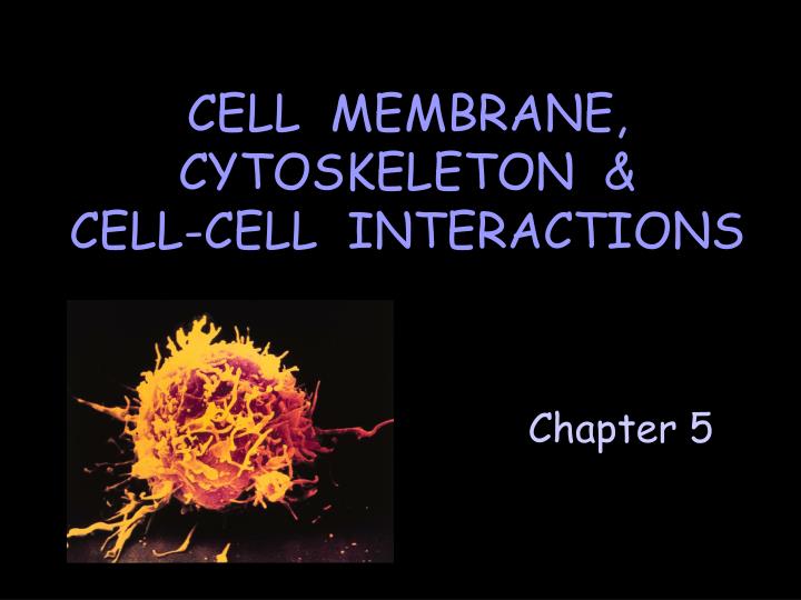 cell membrane cytoskeleton cell cell interactions