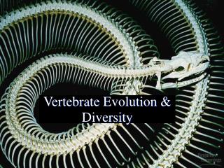 Vertebrate Evolution &amp; Diversity