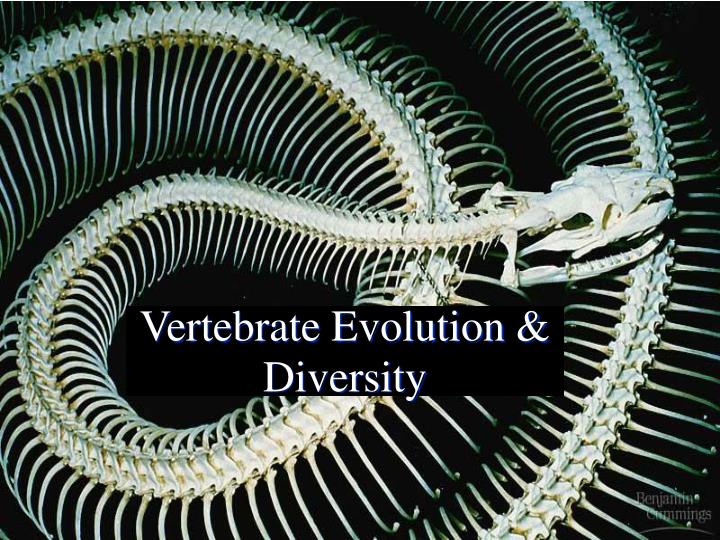 vertebrate evolution diversity