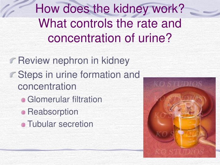 how does the kidney work what controls the rate and concentration of urine