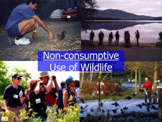 Non-consumptive Use of Wildlife