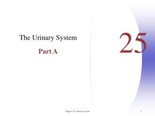 The Urinary System Part A
