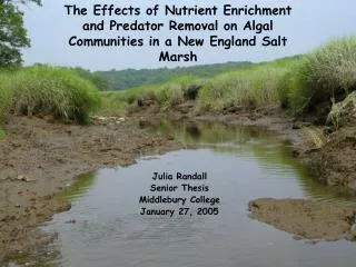 The Effects of Nutrient Enrichment and Predator Removal on Algal Communities in a New England Salt Marsh