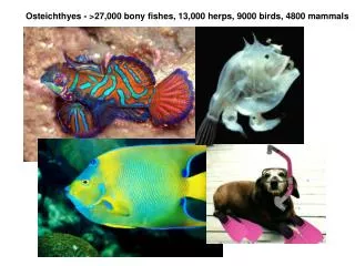 Osteichthyes - &gt;27,000 bony fishes, 13,000 herps, 9000 birds, 4800 mammals