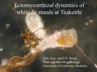 Ectomycorrhizal dynamics of white fir stands at Teakettle