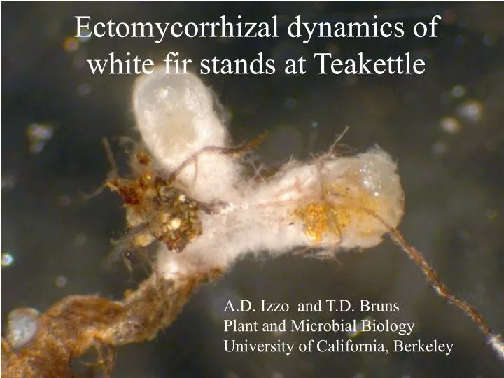 ectomycorrhizal dynamics of white fir stands at teakettle