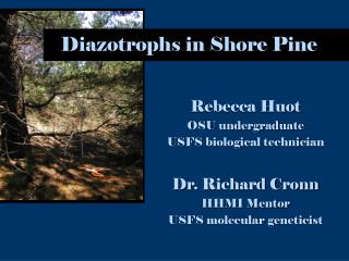 Diazotrophs in Shore Pine