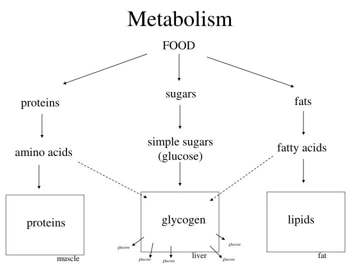 metabolism