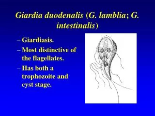Giardia duodenalis ( G. lamblia ; G. intestinalis )