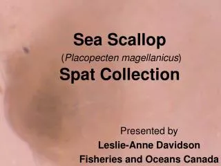 Sea Scallop ( Placopecten magellanicus ) Spat Collection