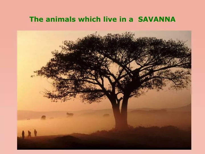the animals which live in a savanna